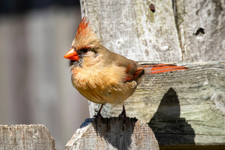 a bird with red feathers perched on top of a wooden post