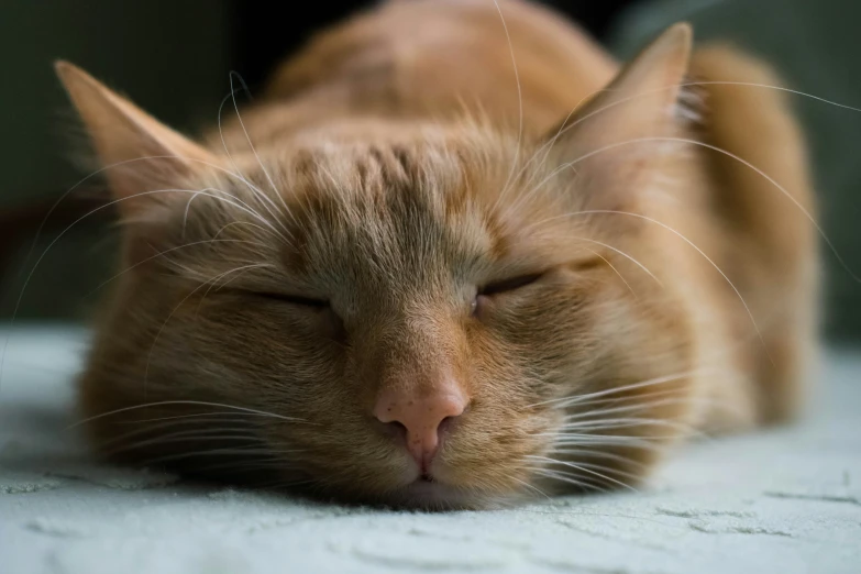 an orange cat sleeps on the bed