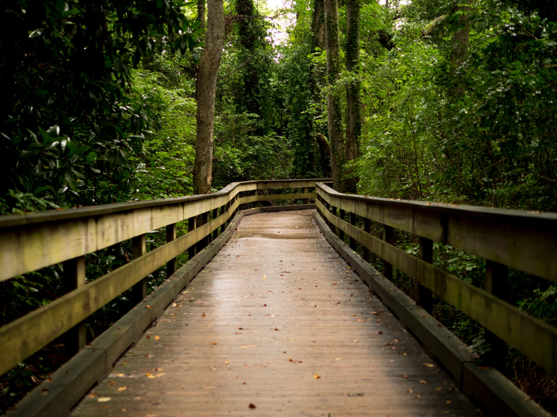 a bridge that leads to a forest in the woods