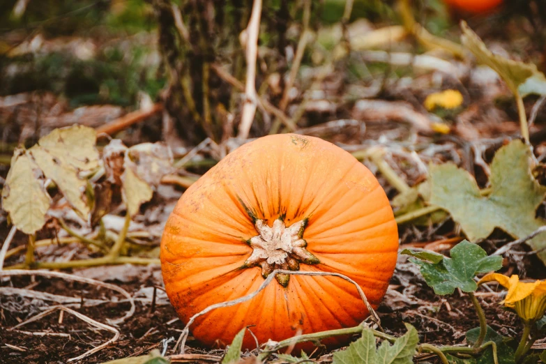 an orange pumpkin laying on the ground surrounded by leaves