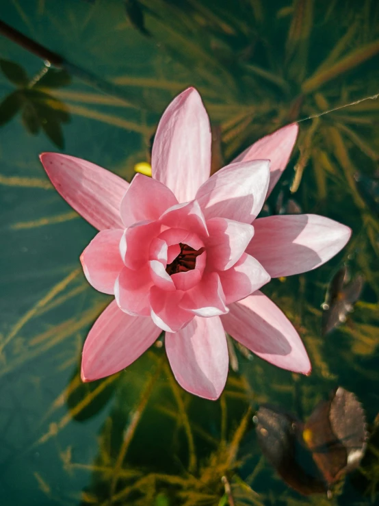 a close up po of a flower near some water