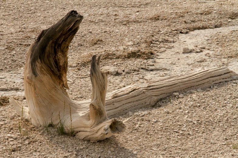 an animal that is sticking his leg into the sand