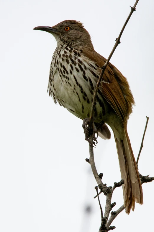 this bird is perched in a tree nch with a white sky background