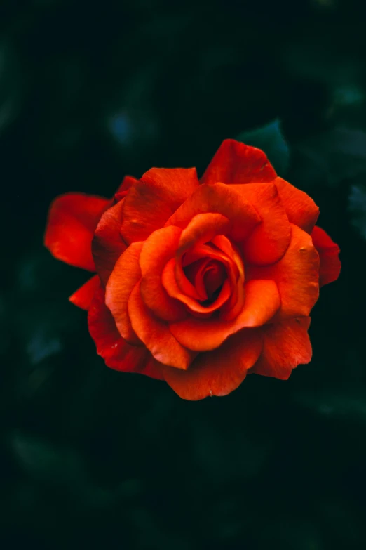 an orange flower is blooming on a black background