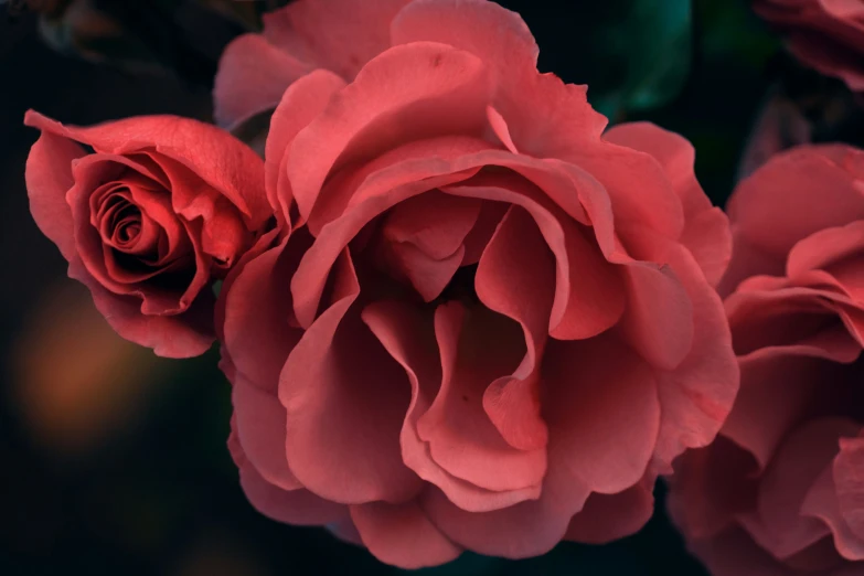 red flowers blooming in the air with green stems