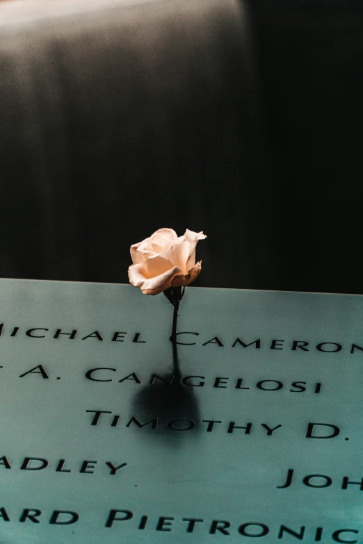 a flower that is on top of a book