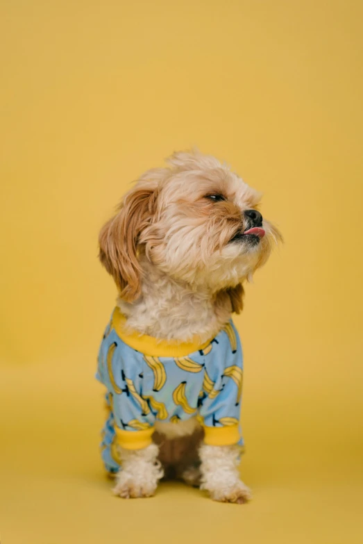 small dog with blue and yellow outfit on