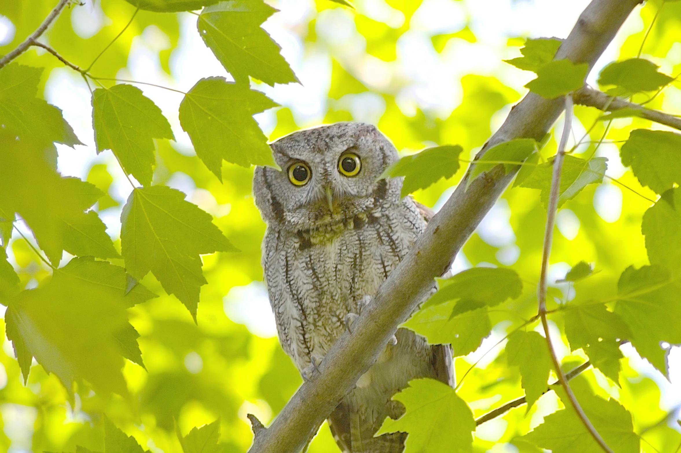 an owl is perched on a nch with leaves