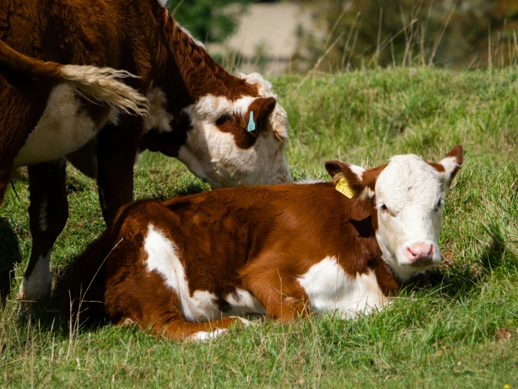 a brown and white cow laying on top of a lush green field