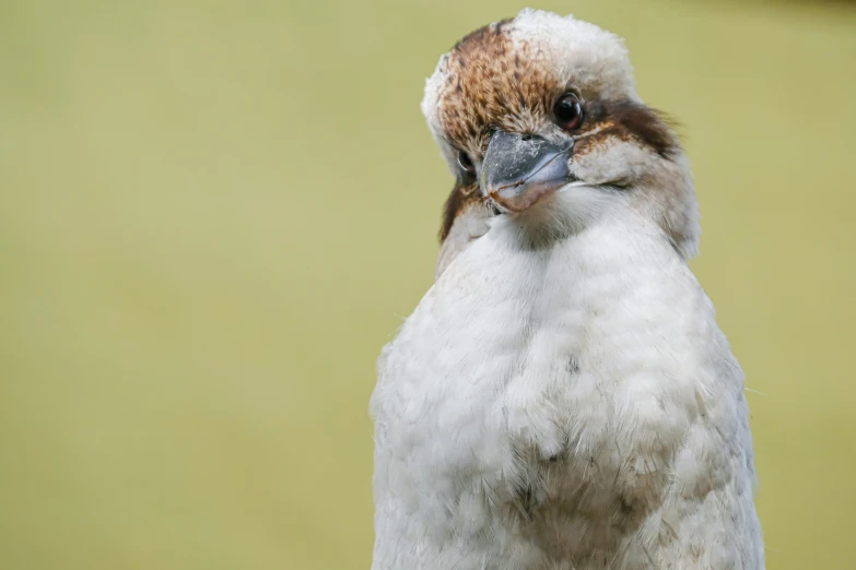 a close up s of a white bird with a brown face