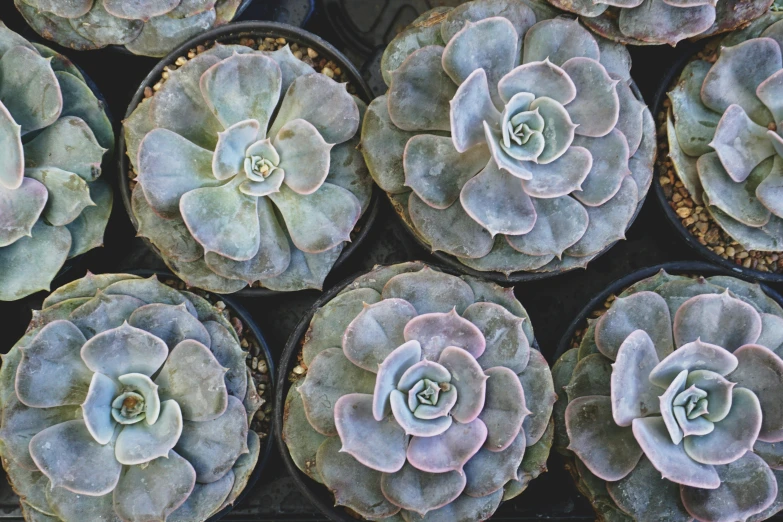 a group of plants are arranged on some trays