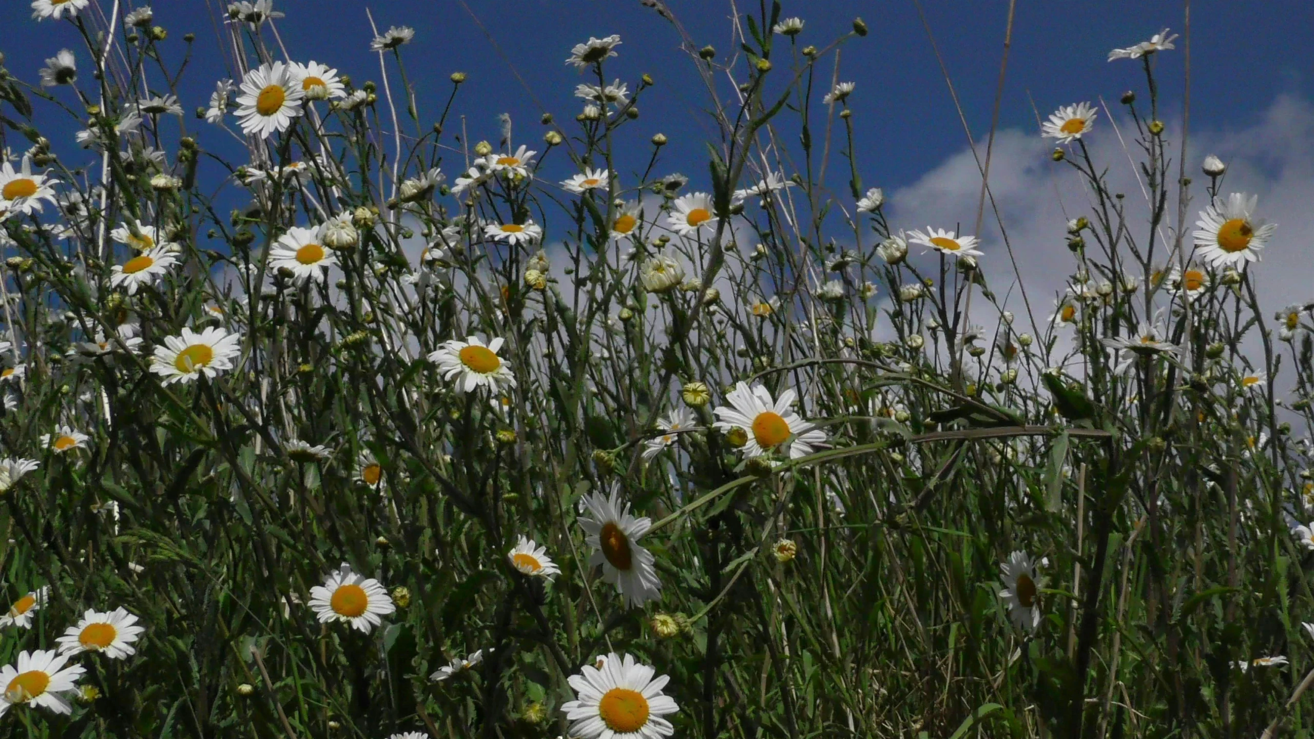 a field with a bunch of very bright white flowers