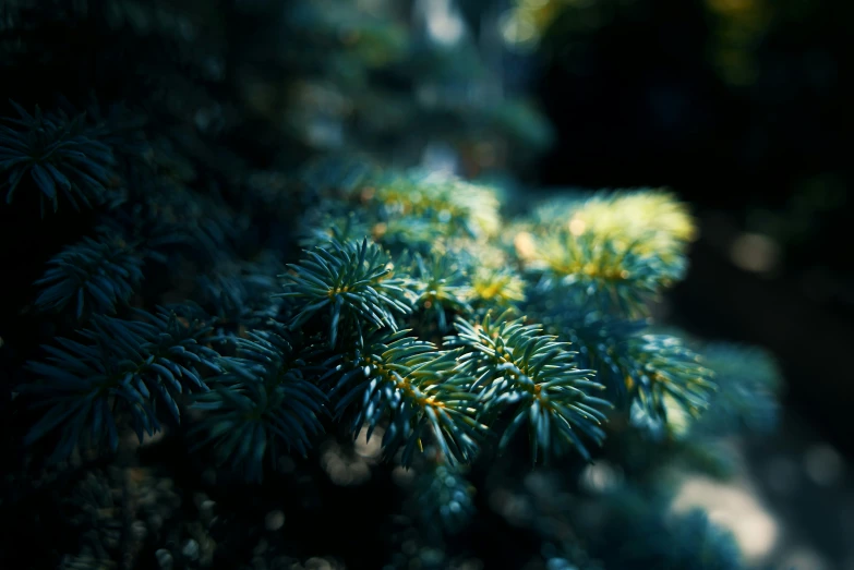 a close up of a pine tree with leaves