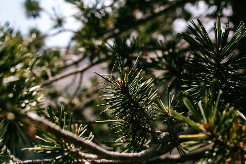 closeup of some pine needles growing on trees