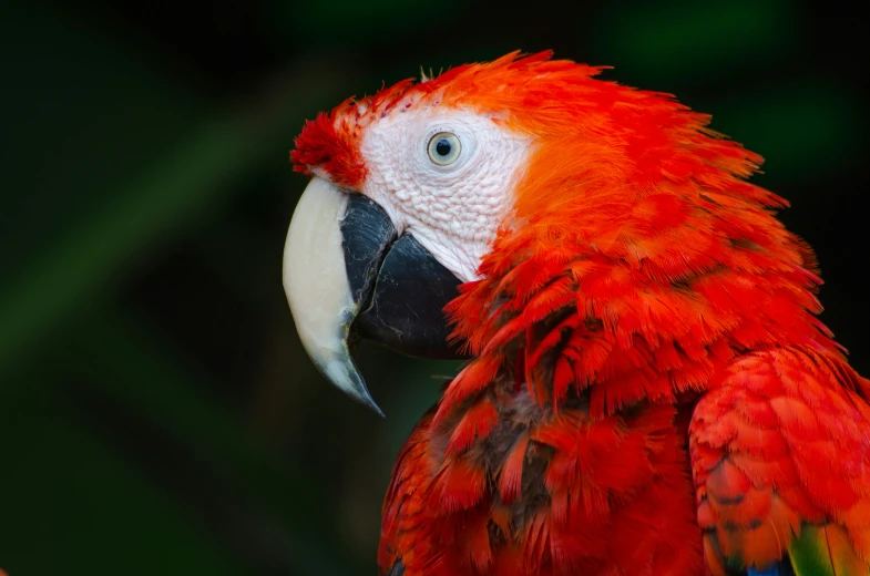 a red parrot with large, colorful feathers