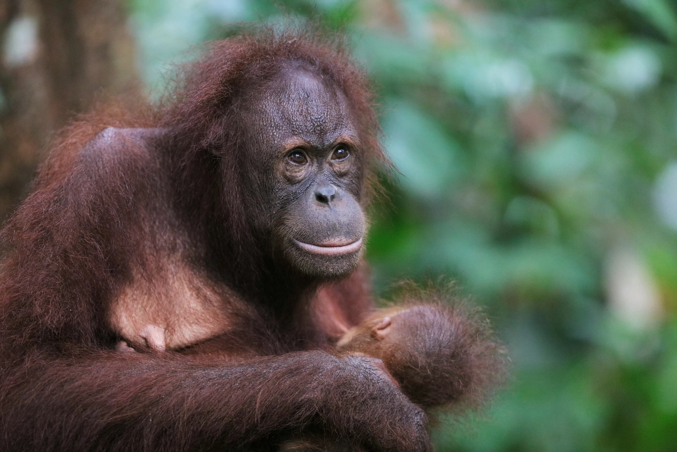 an orangua hanging from a nch in a forest