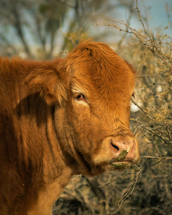 closeup of cow eating grass on ground in outdoor area