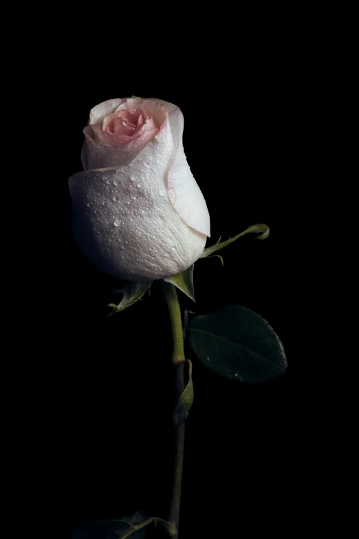 a single white rose with drops of water