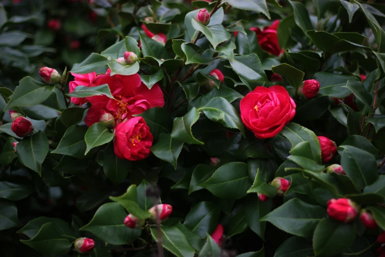 a red rose among many leaves and buds