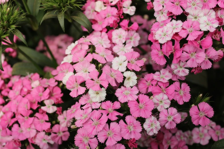 pink and white flowers with green leaves