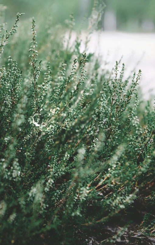 an extreme closeup of a very green bushes