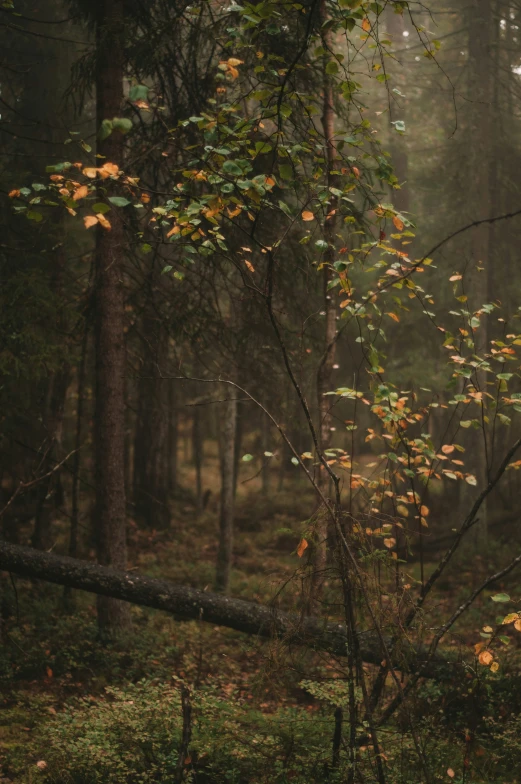 a foggy forest with a fallen tree in it