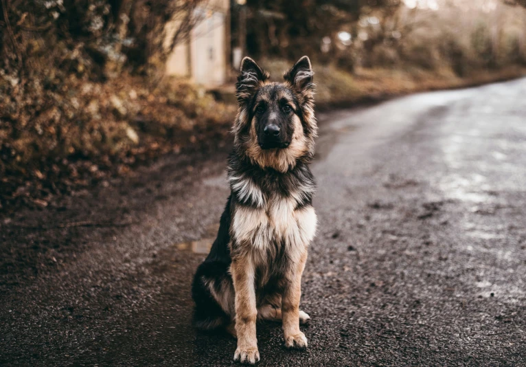 a german shepard dog sitting in the middle of a road