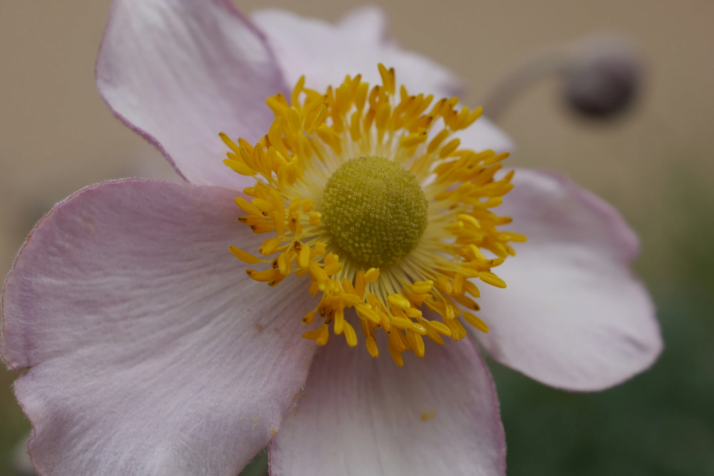 a large pink flower with yellow stamen