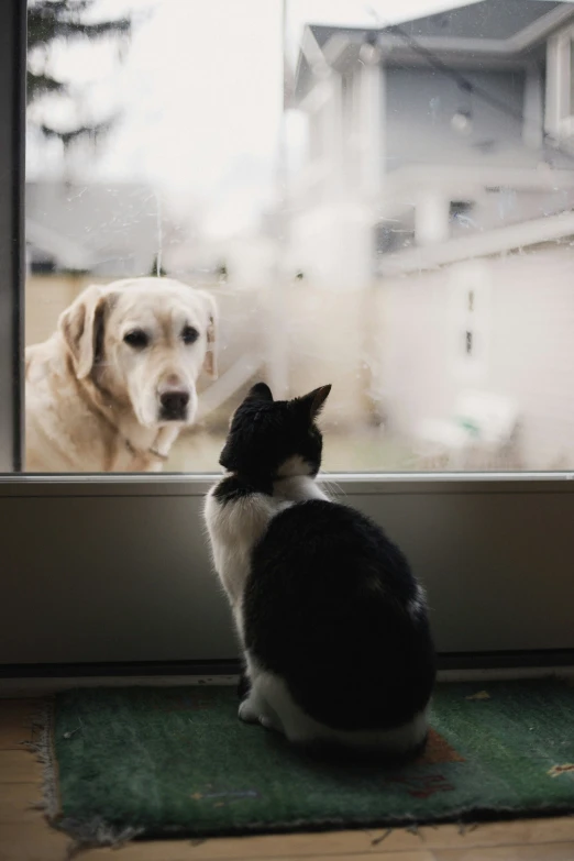 the cat is looking at the dog in the window