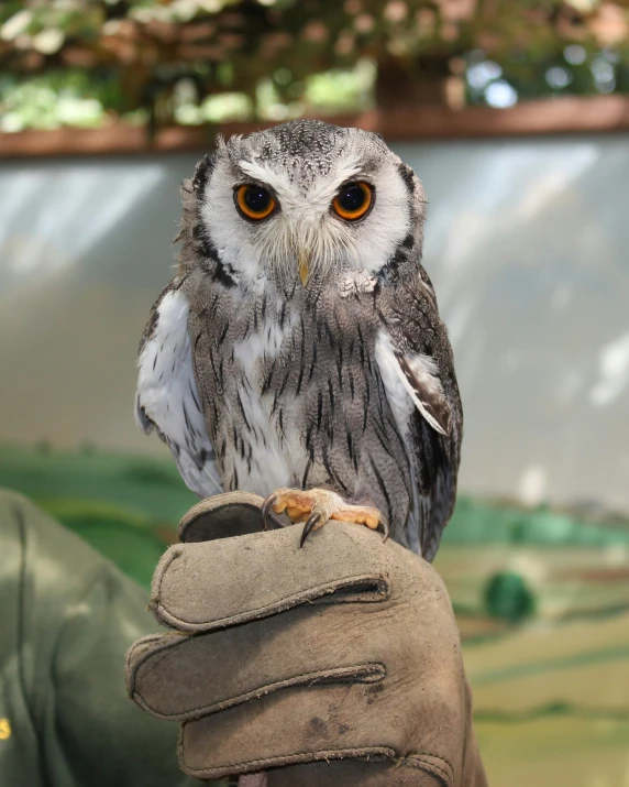 a owl standing on someones hand, on a tree background