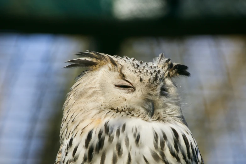 an owl in the middle of its stare, with his eyes wide open