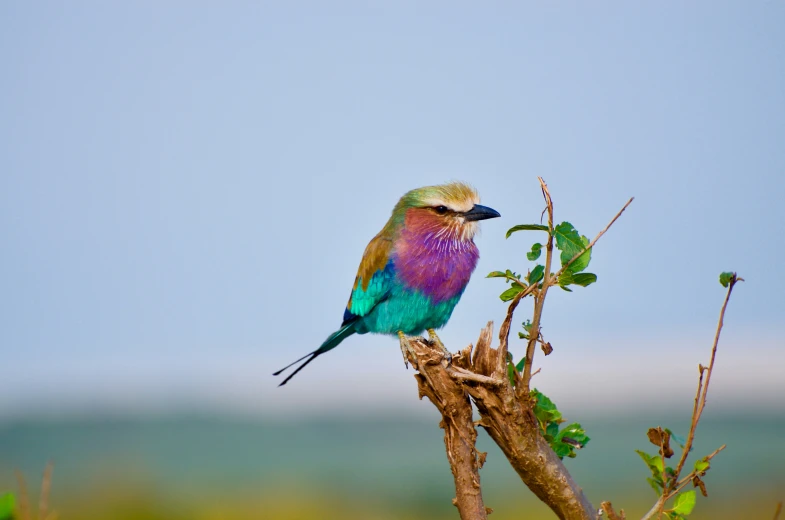 a colorful bird with blue eyes perched on a nch