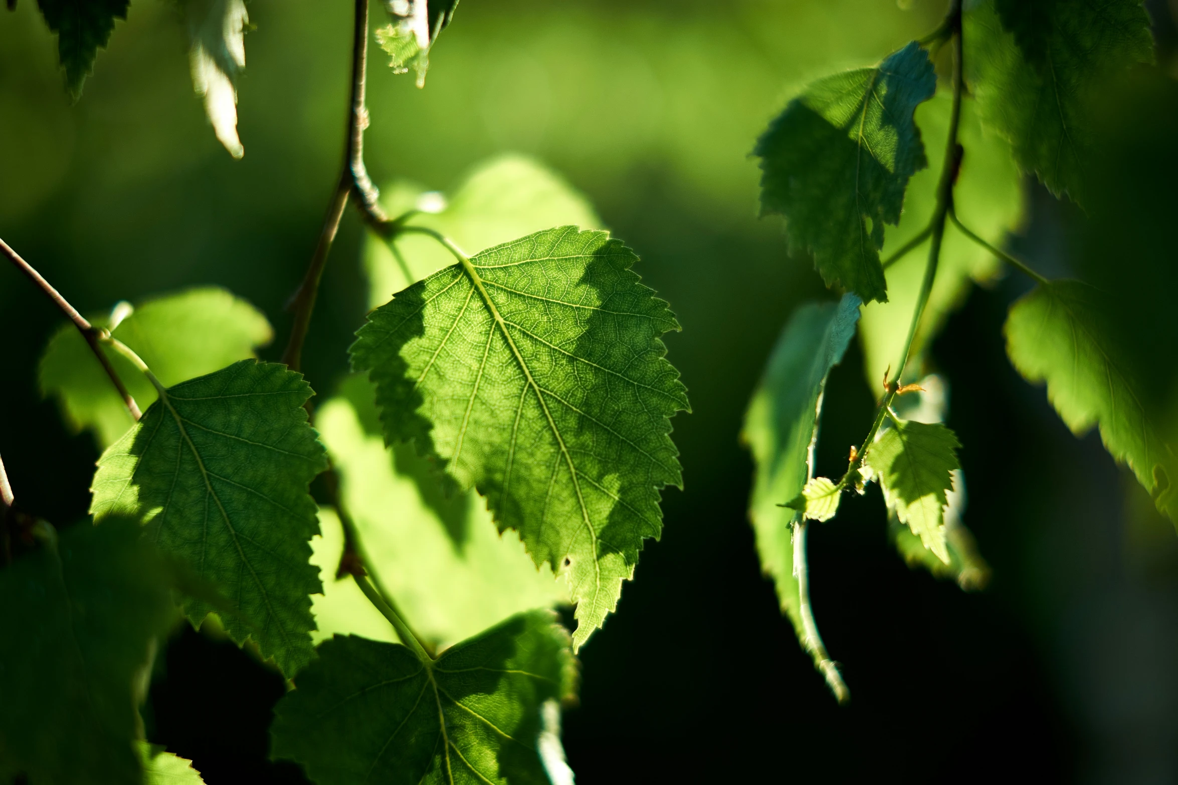 some green leaves are in the sun shining