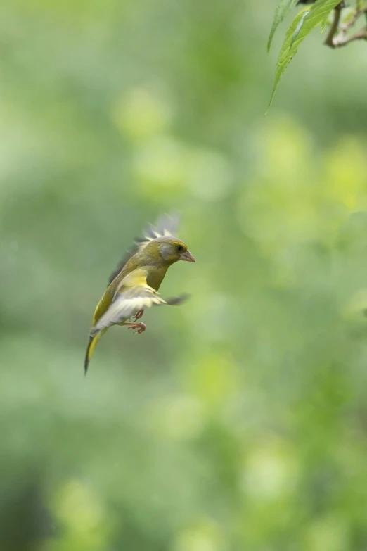 a small bird with yellow wings flying in the air