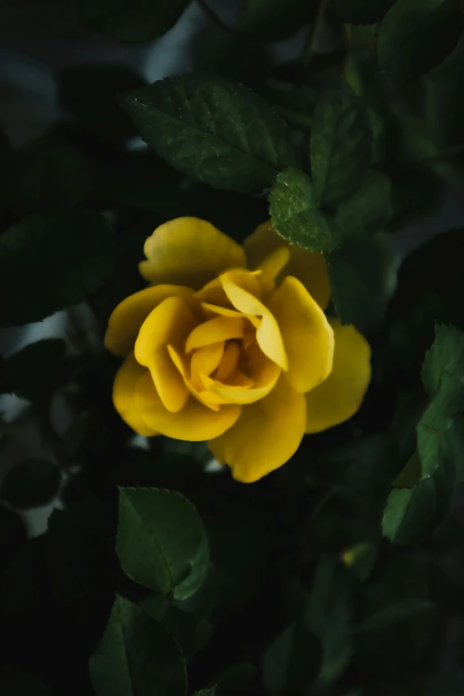 a single yellow rose surrounded by green leaves