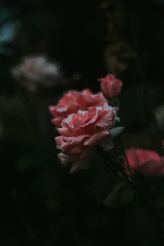 a bunch of pink flowers growing from dark ground