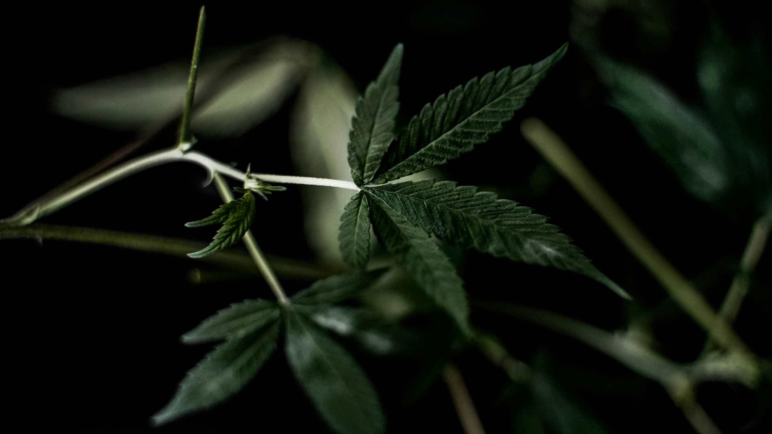 a green leaf is hanging from the end of a plant