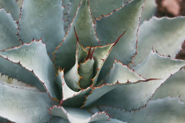 a close up image of a large plant with green leaves