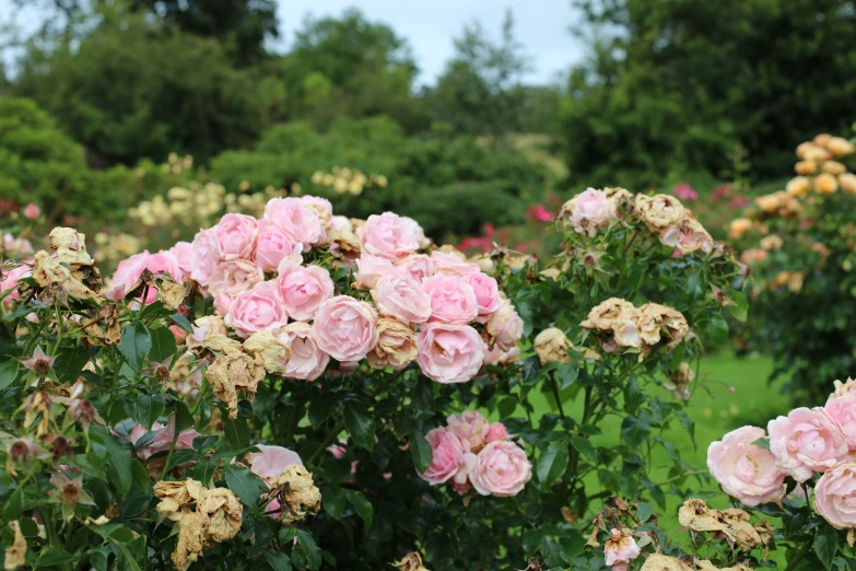 several pink roses blooming in a garden