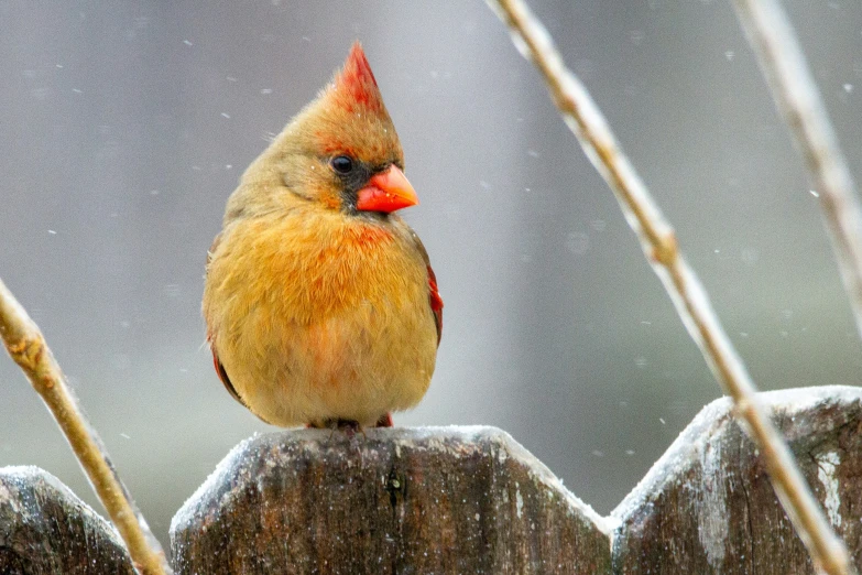 a red and yellow bird perched on a wood fence