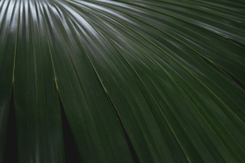 large leaves are shown with a sky background