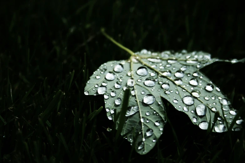 there is rain coming down on a leaf