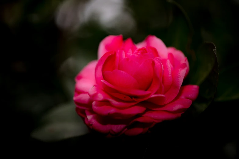 the large pink flower has green leaves