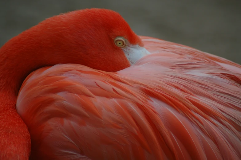 the bird has been resting on the ground