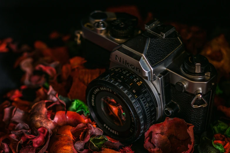 old film camera surrounded by flowers and leaves