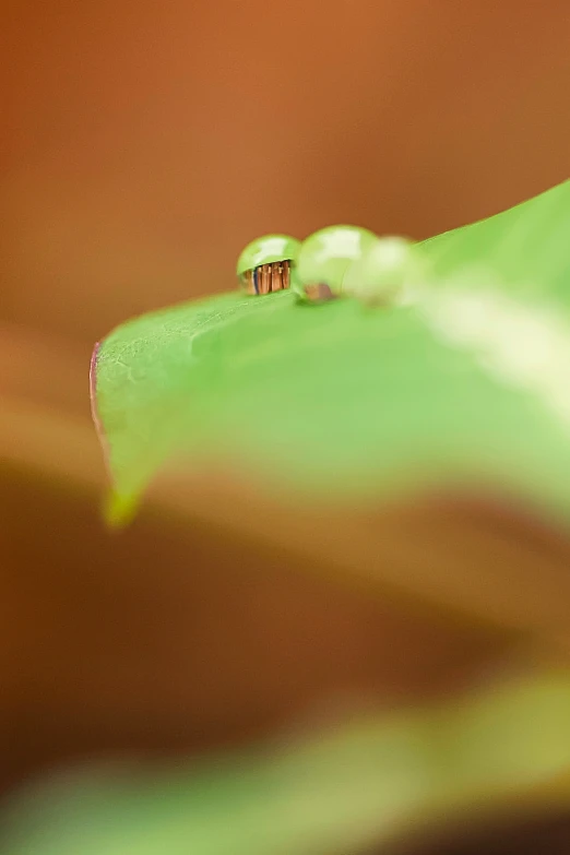 an image of a water drop on the leaf