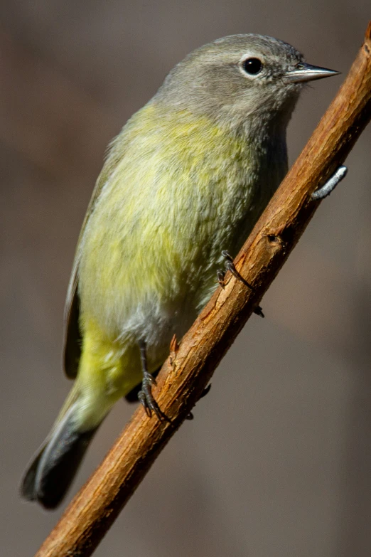 a yellow and grey bird sitting on top of a tree nch