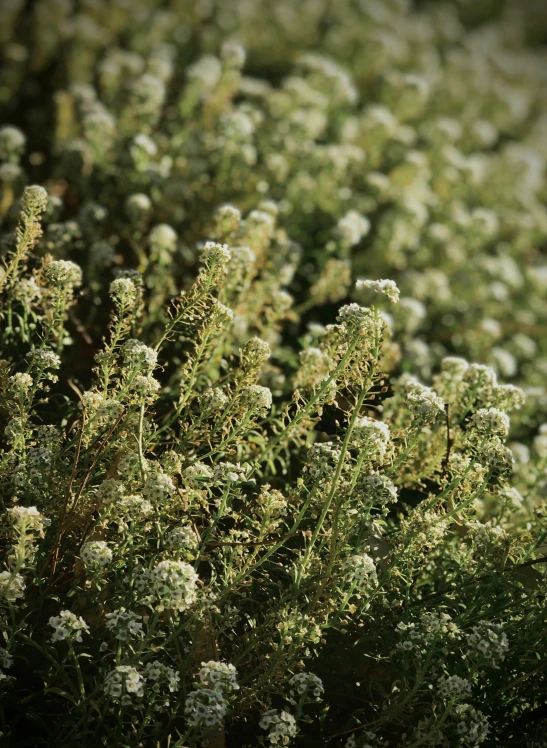 some plants with flowers are next to each other