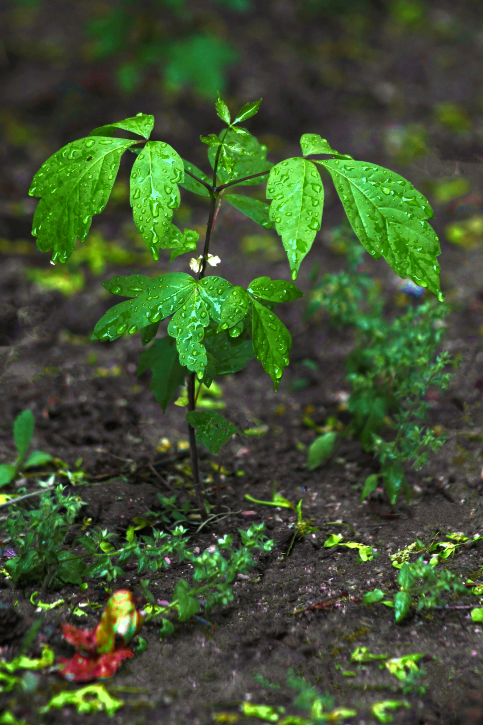 the young leafy plant has fallen from the tree