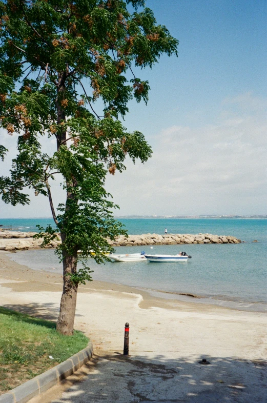 a tree by the ocean next to the shoreline